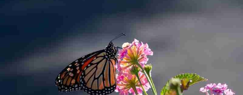 A vibrant Monarch butterfly resting on pink flowers, captured in natural sunlight., tags: nature - pexel
