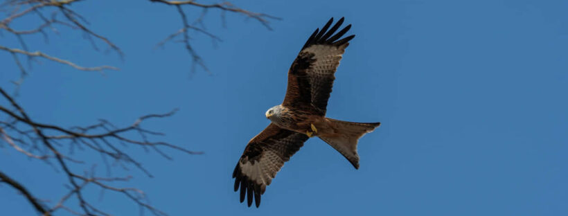 Historisches Vogel-Fotoarchiv jetzt digital verfügbar